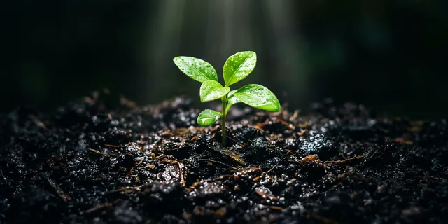 A seedling lit from directly above, the soil around it falling into shadow